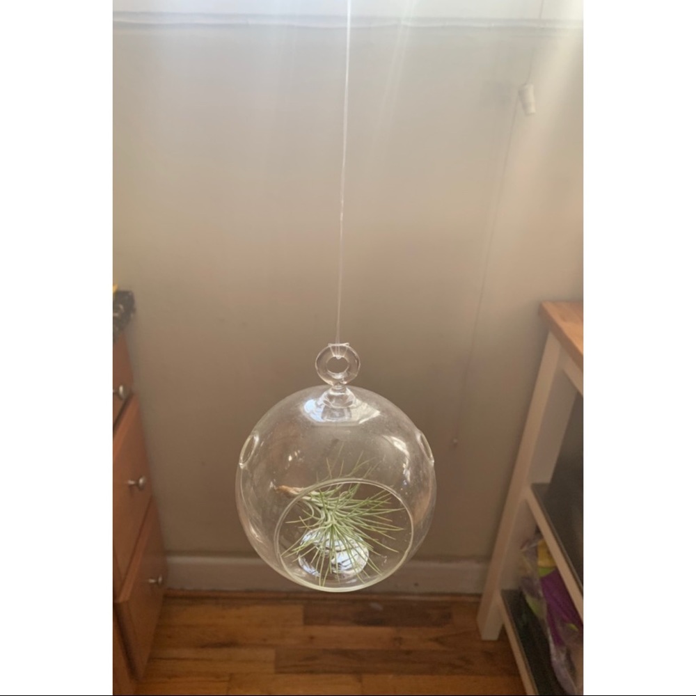 ❌SOLD❌⚡️BOGO⚡️ Air plant/candle holder - Picture 2 of 2